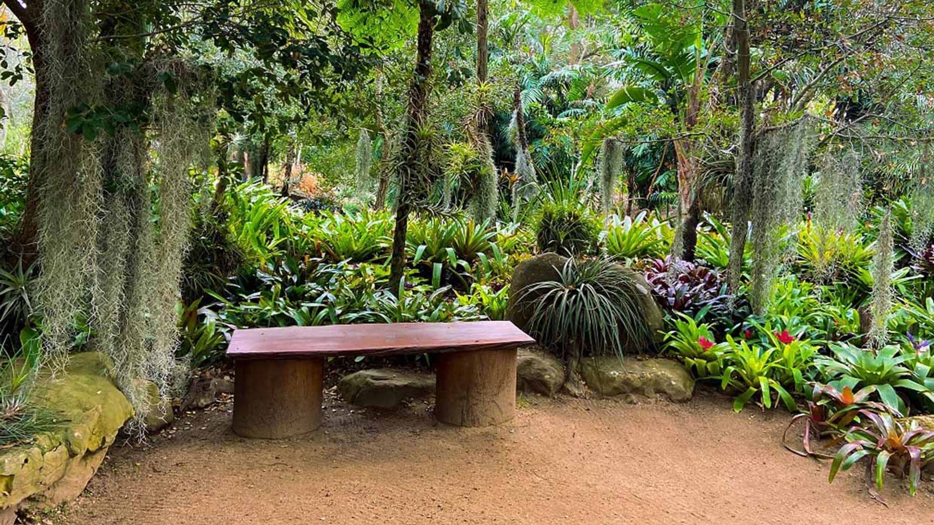 ¿Qué son las plantas epífitas y cómo emplearlas en el jardín?