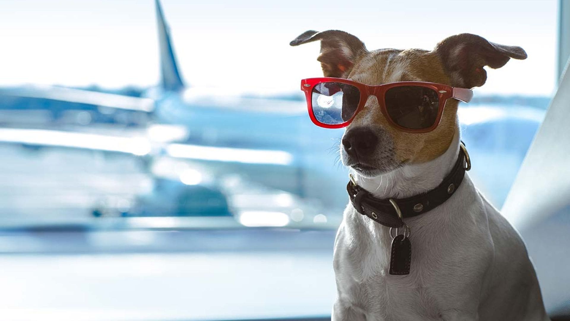 Consejos para viajar en avión con tu perro