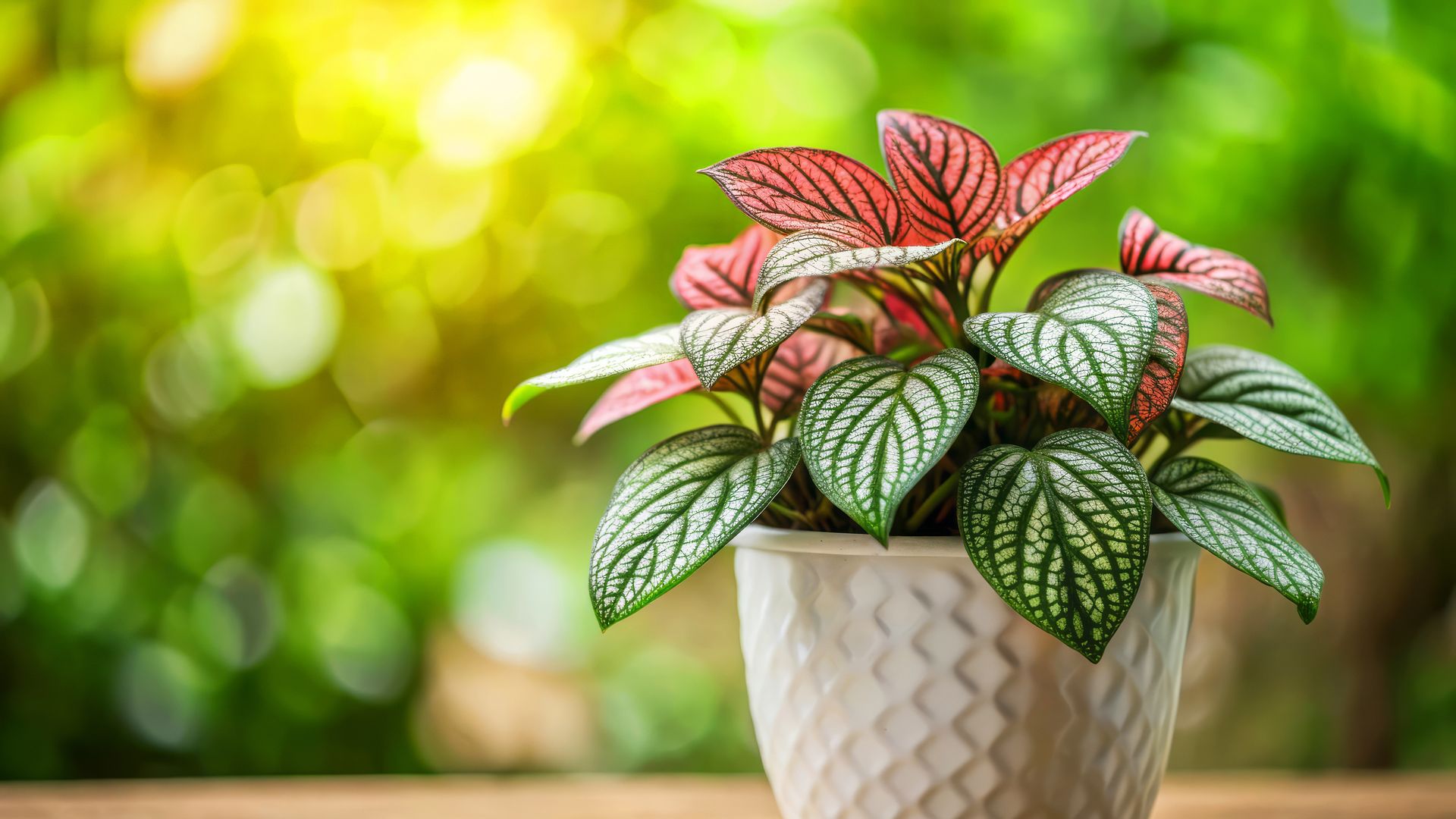 Descubre cómo cultivar la hypoestes, una planta de interior única y fácil de mantener