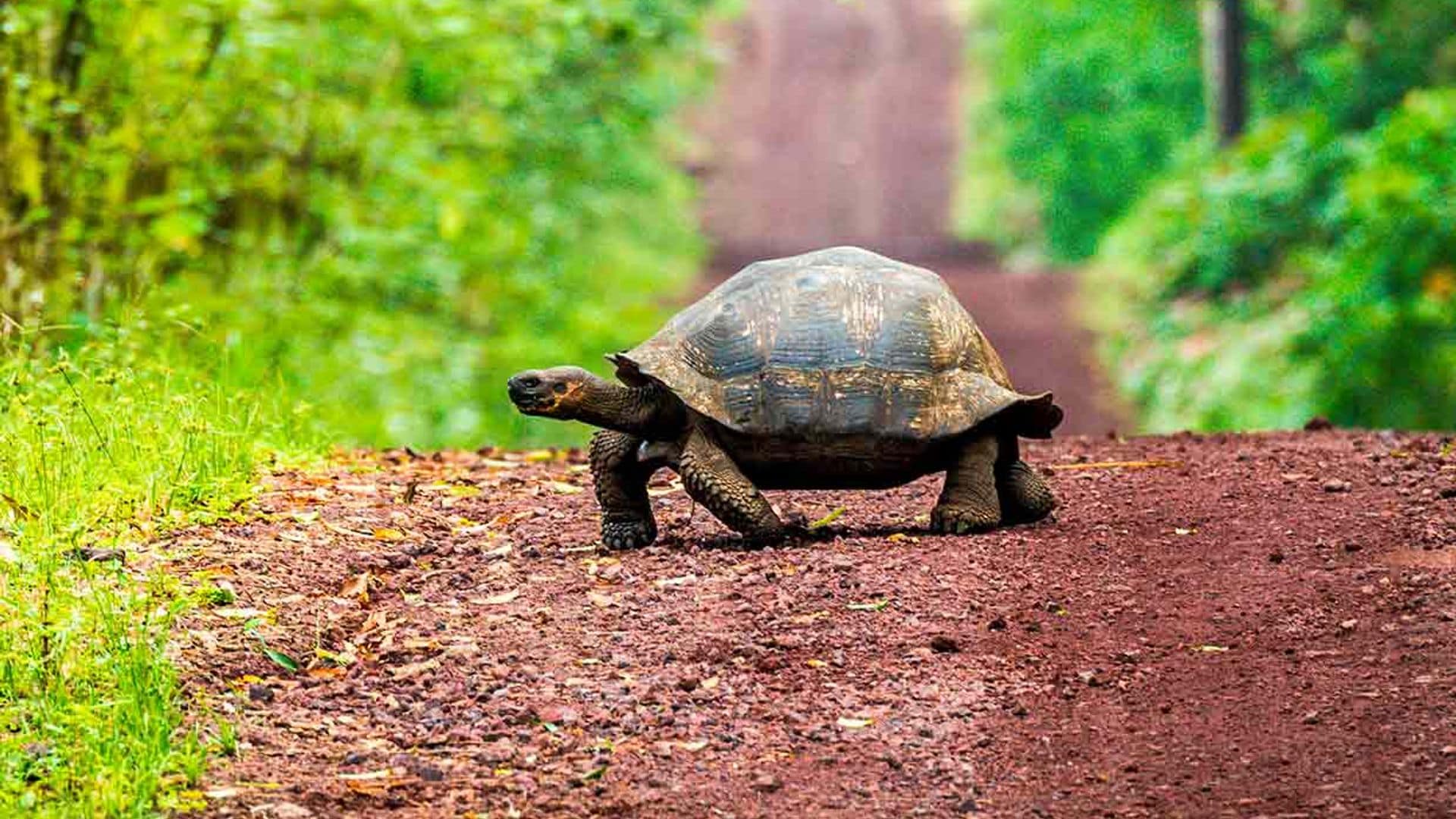 Animales con 'vida eterna' y otros que viven varios siglos