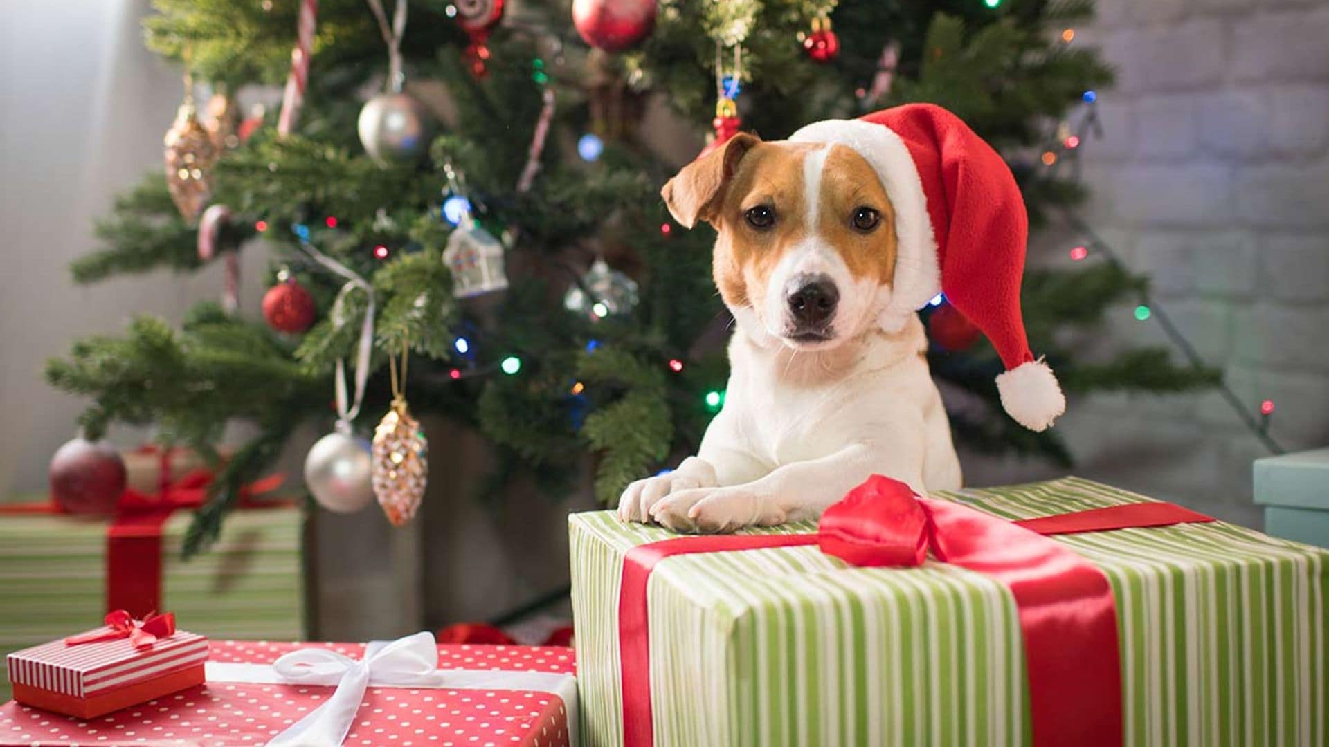 Regalar un perro en Navidad: cálculo de costes para evitar futuros abandonos