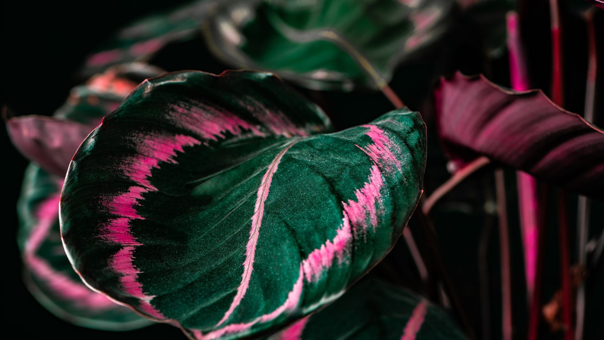 Calathea: todo lo que necesitas saber para mantener esta exuberante planta en tu casa