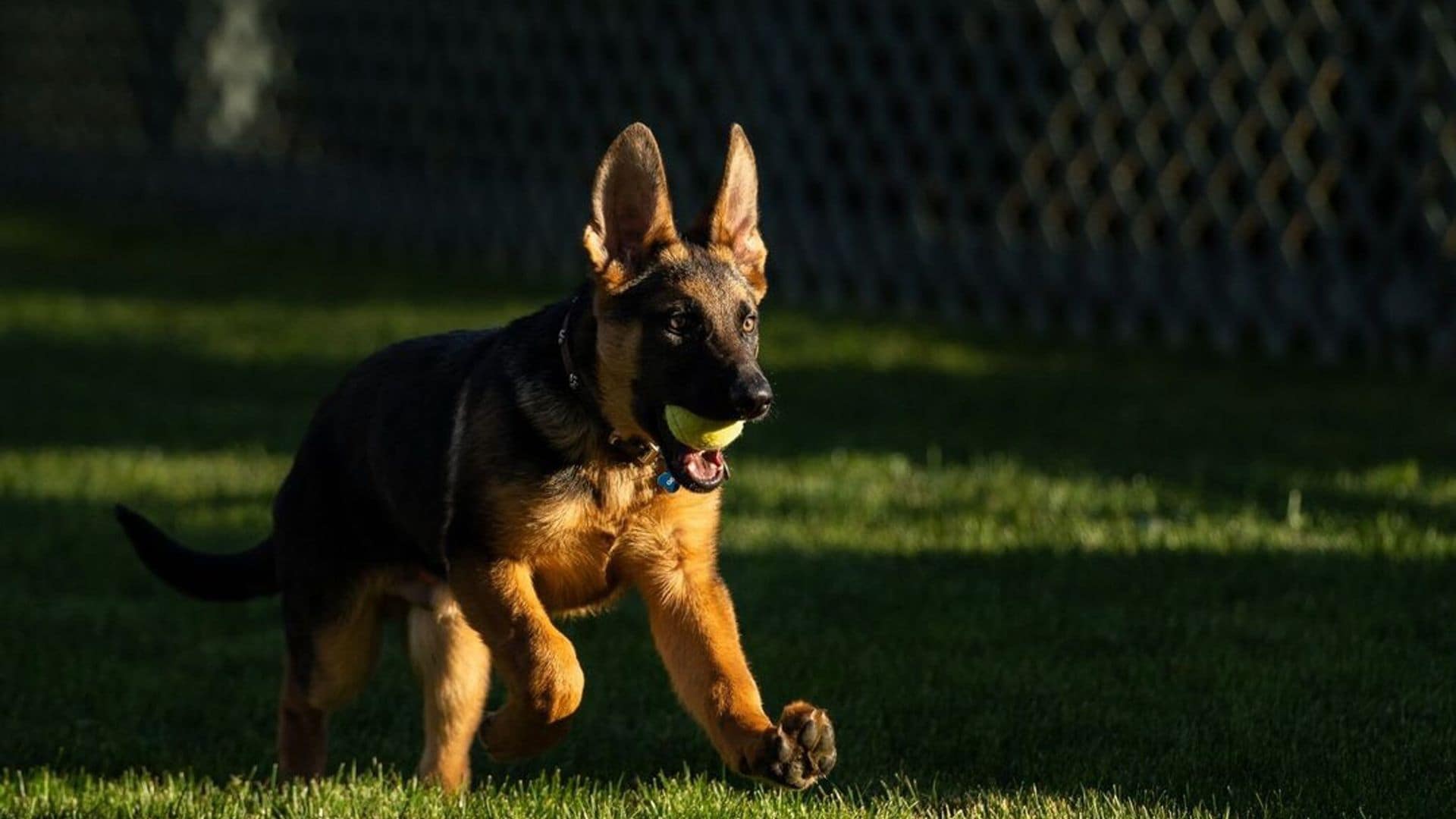 Te presentamos al nuevo y tierno cachorro de la Casa Blanca: ‘Commander’