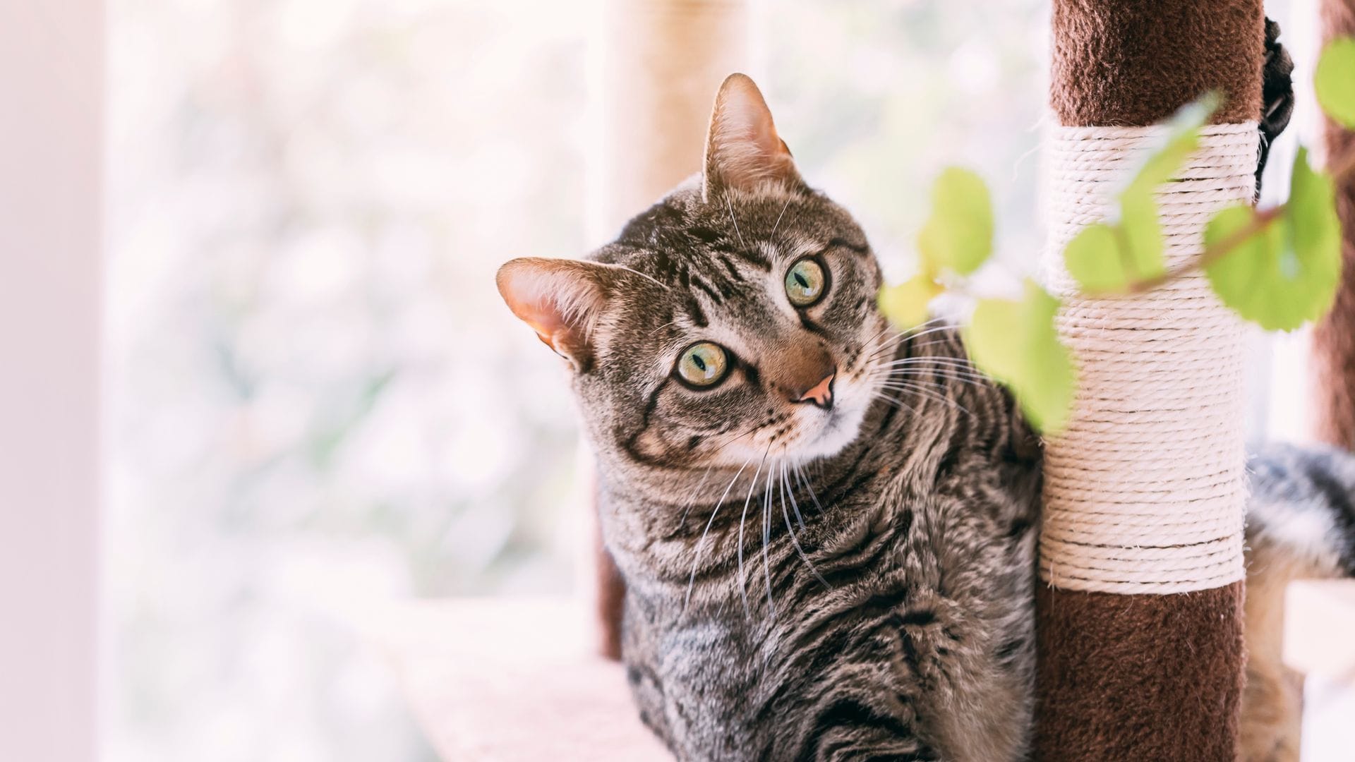 Top de rascadores para gatos: mima a tu felino al tiempo que proteges tus muebles