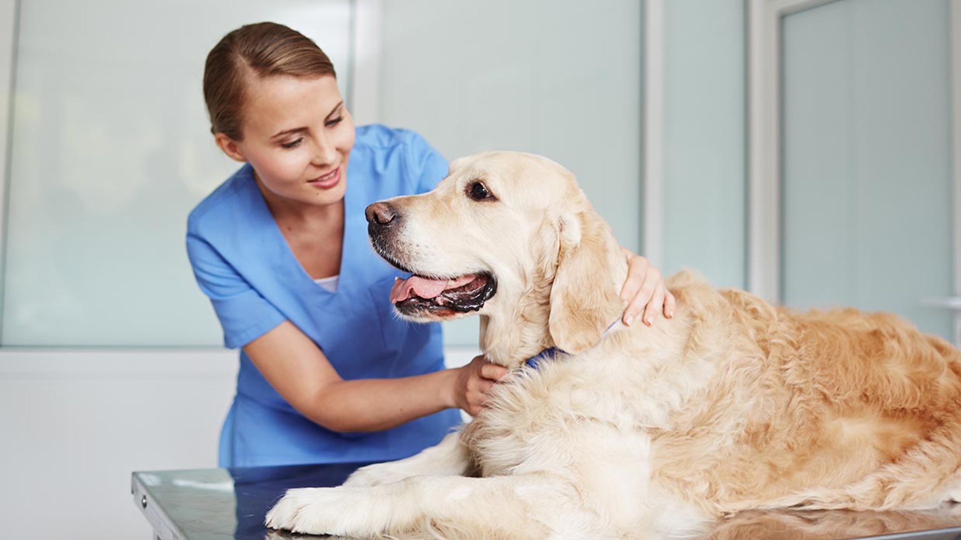 Así funciona el microchip de las mascotas