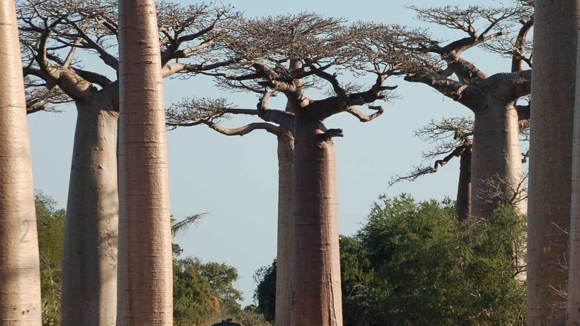 Baobab, beneficios en la salud