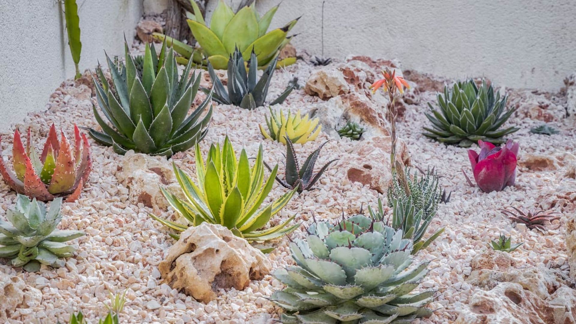 Ágaves, plantas muy resistentes ideales para dar un toque exótico a la decoración