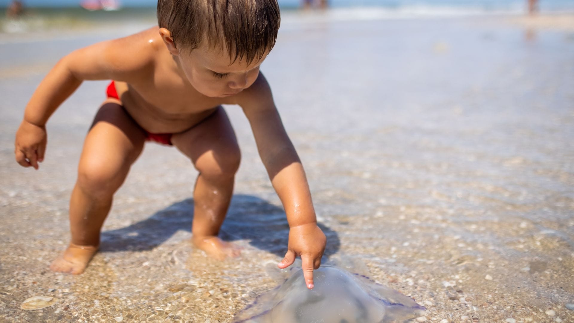 Cómo debes actuar si a tu hijo le pica una medusa