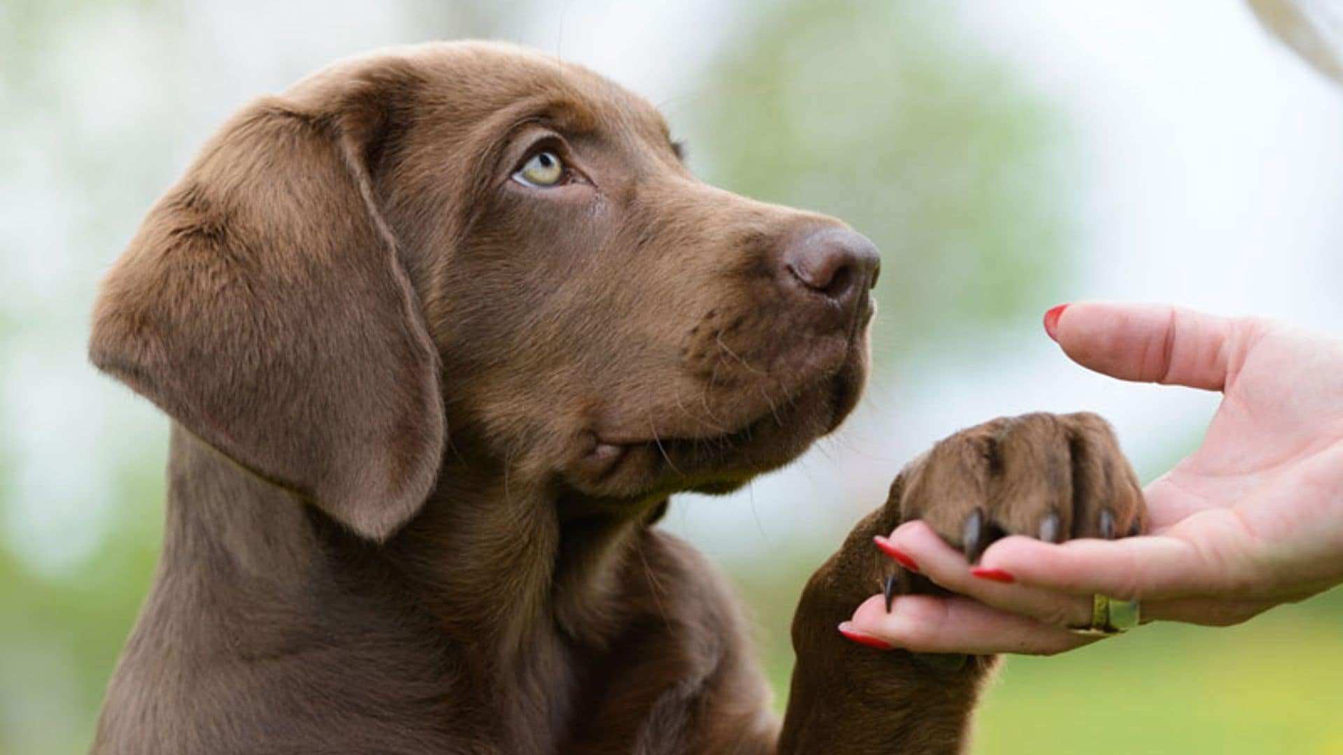 Ácaros en los perros: cómo les afecta y qué hacer