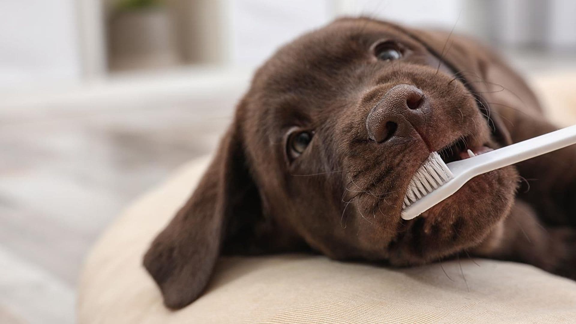 Cómo cuidar la salud dental de tu perro