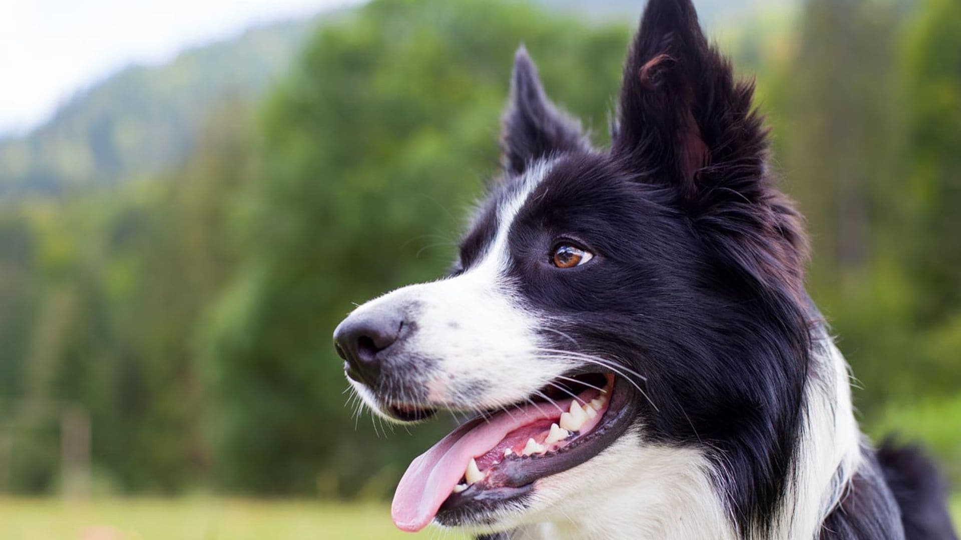 Border collie: ¿lo sabes todo sobre esta inteligente raza de perro?