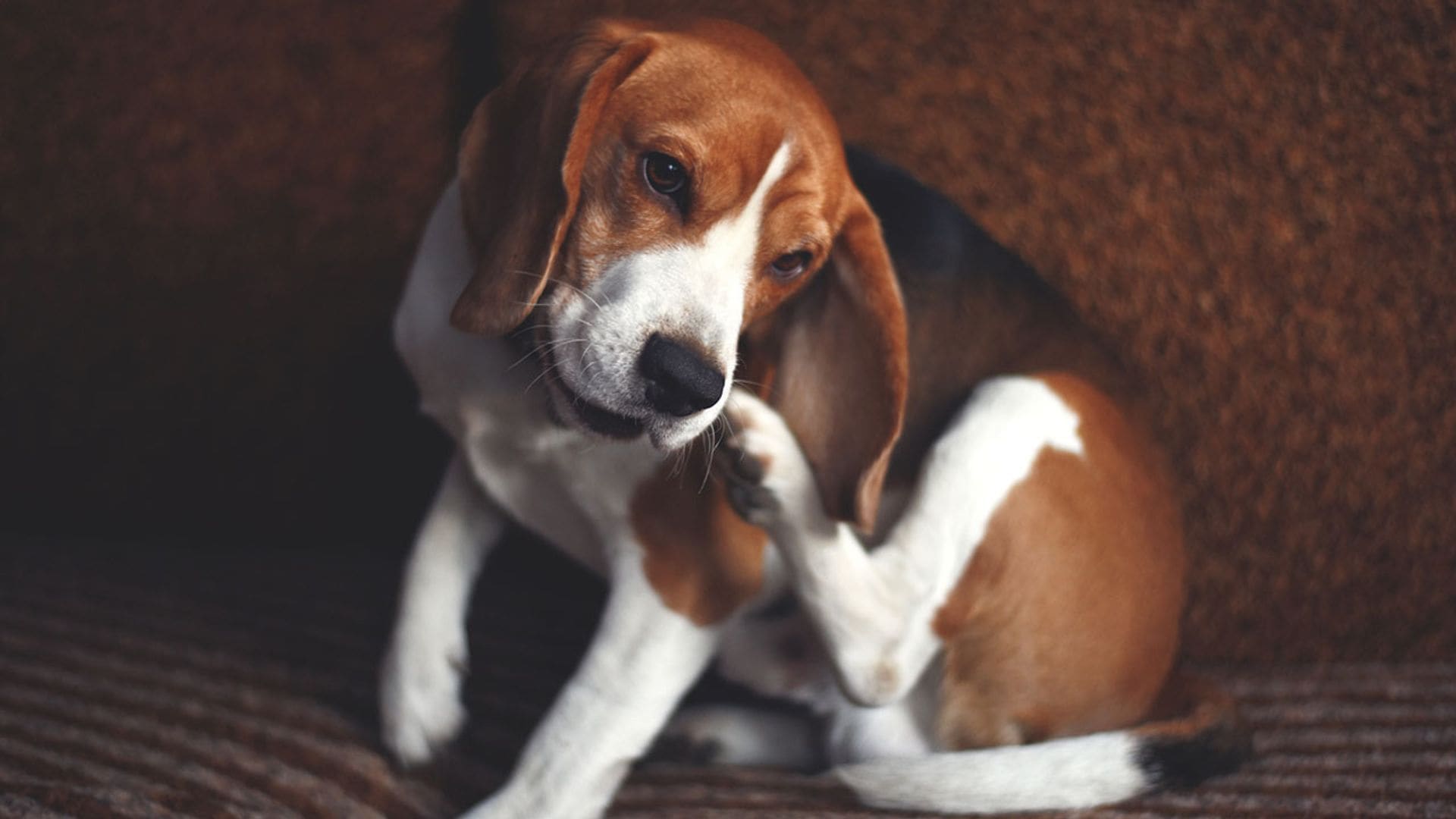 ¿Tu perro sufre dermatitis? Te contamos cuáles son los mejores consejos y productos para reducirla