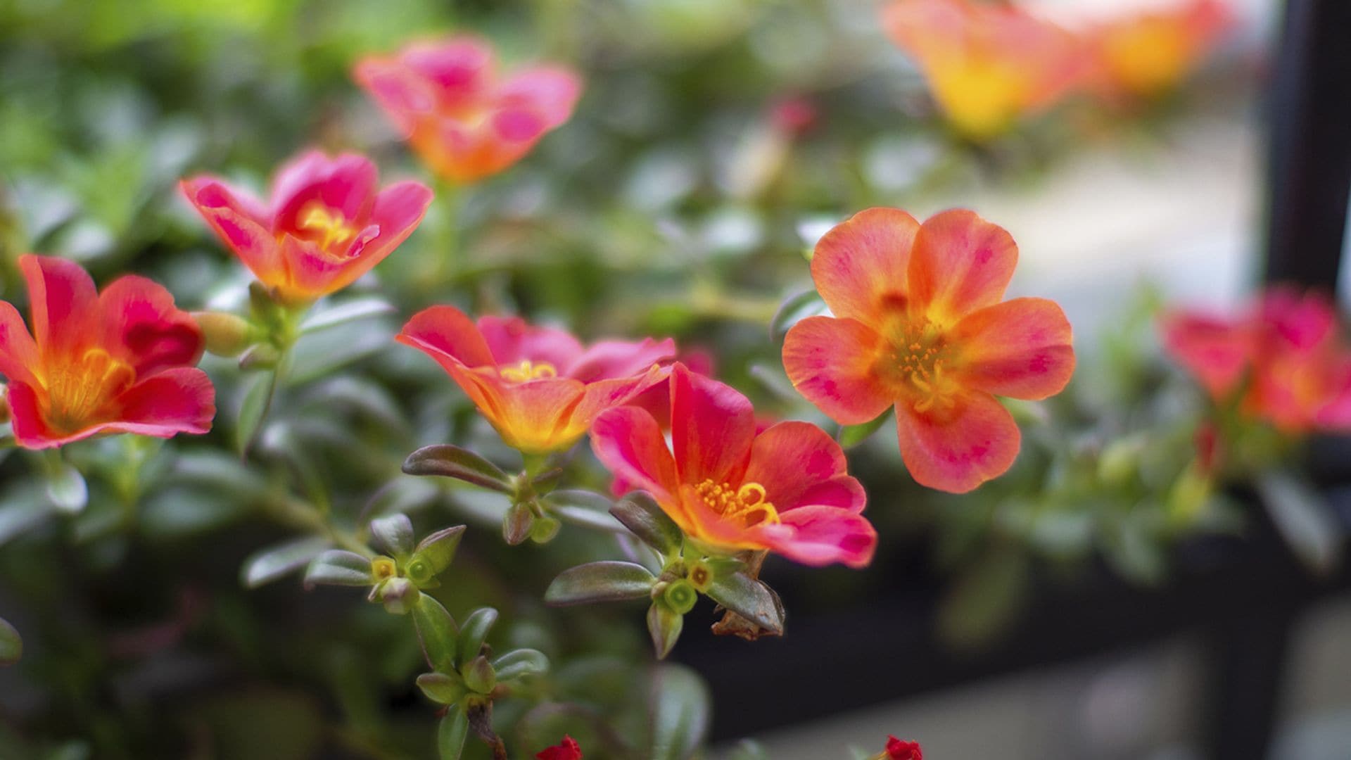 Cómo cuidar la portulaca o flor de seda, la suculenta con las flores más espectaculares