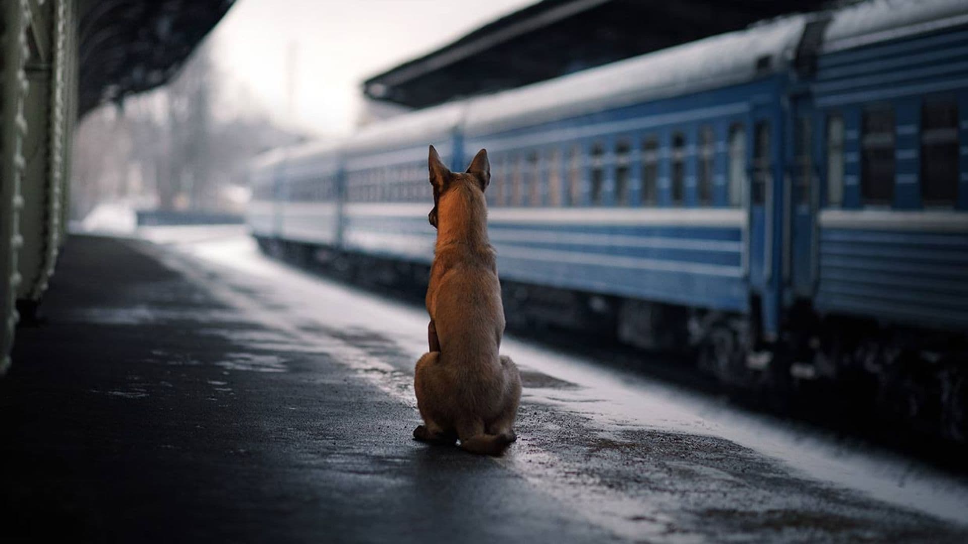 Esta Navidad viajar en alta velocidad con tu perro de más de 10 kilos es posible