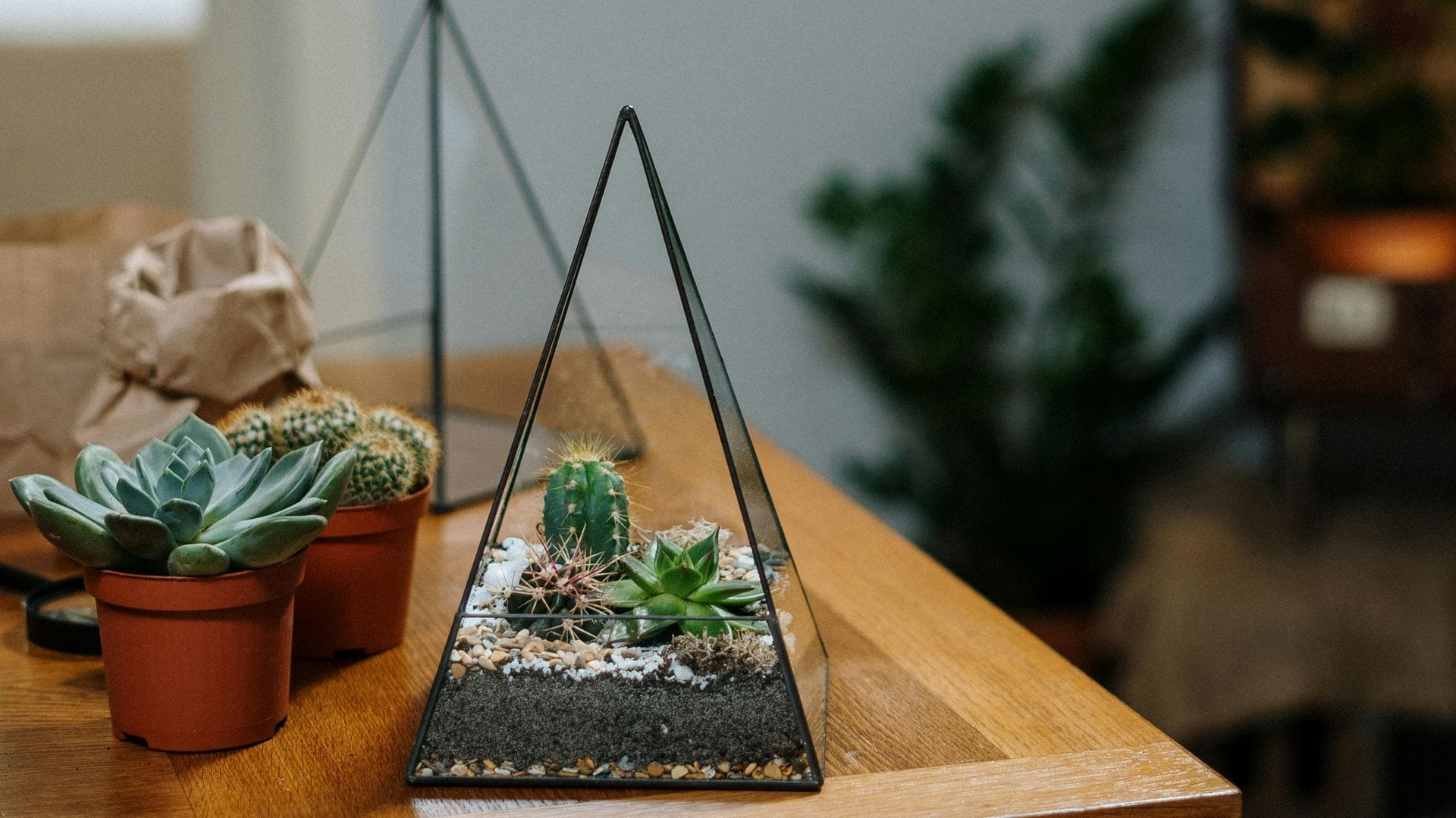 Aprende a crear un terrario paso a paso y llena de vida tu casa