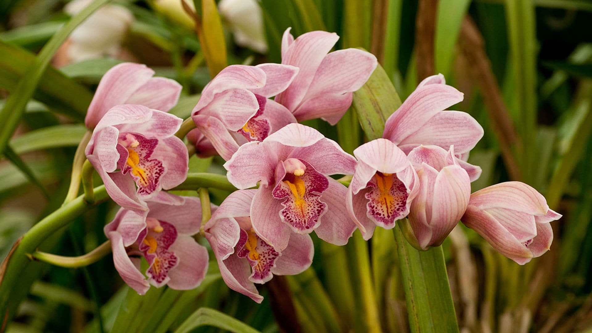 Estos son los cuidados que has de darle a tu Dendrobium para que crezca sana y feliz