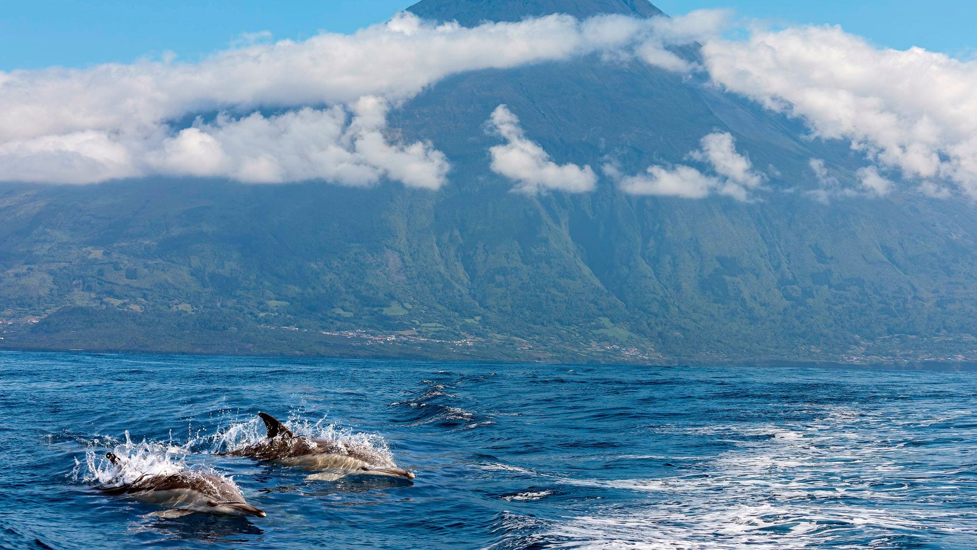 Avistamiento de delfines en las islas Azores con el volcán Pico de fondo, Portugal