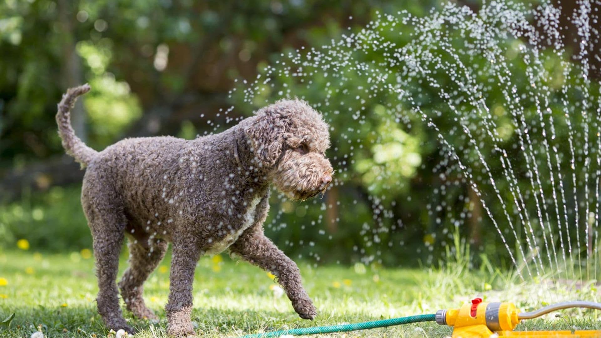 Ellos también pasan calor: consejos para un verano seguro y saludable con tu perro
