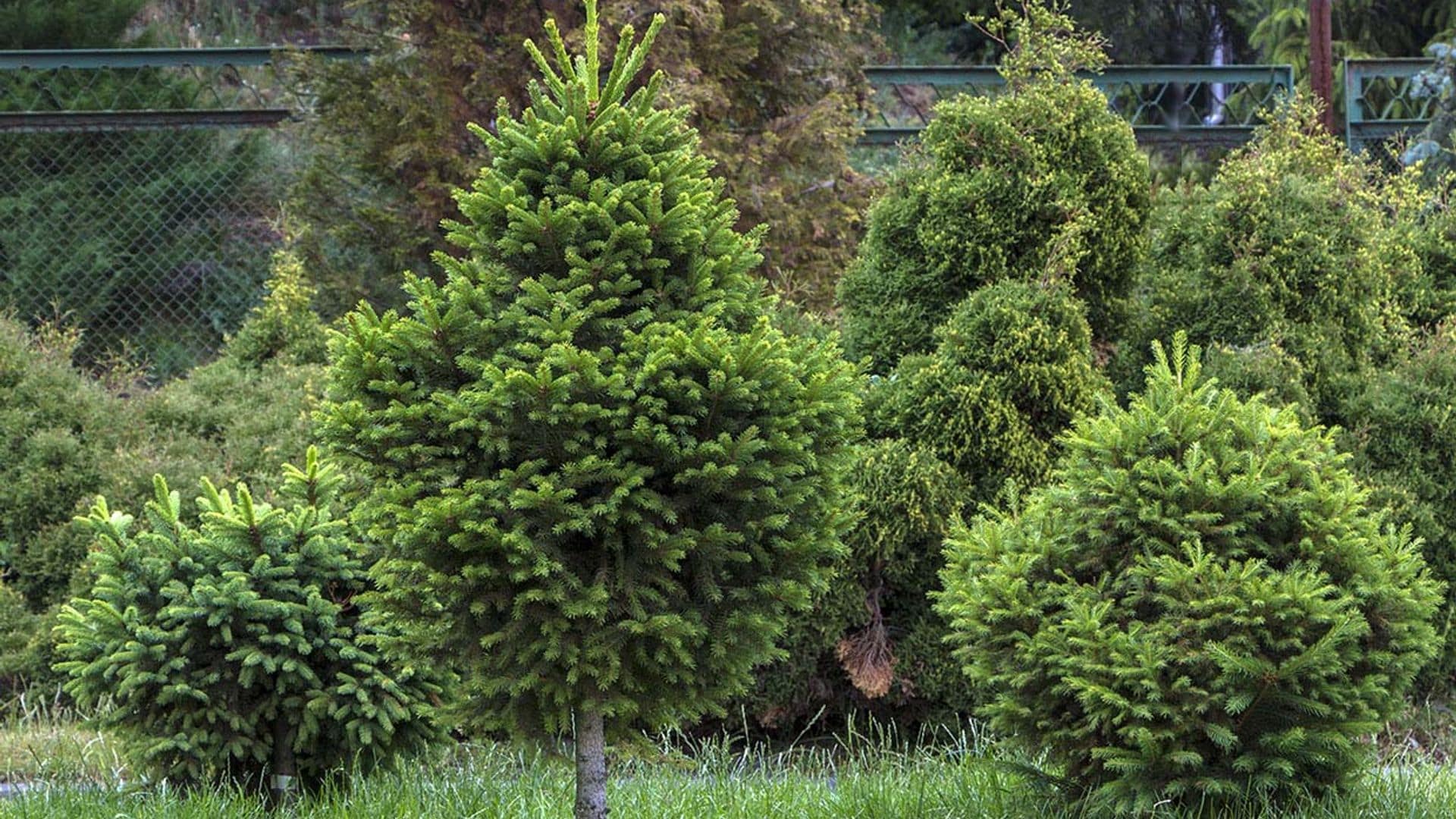 Cultiva un abeto plateado y tendrás un árbol de Navidad muy especial