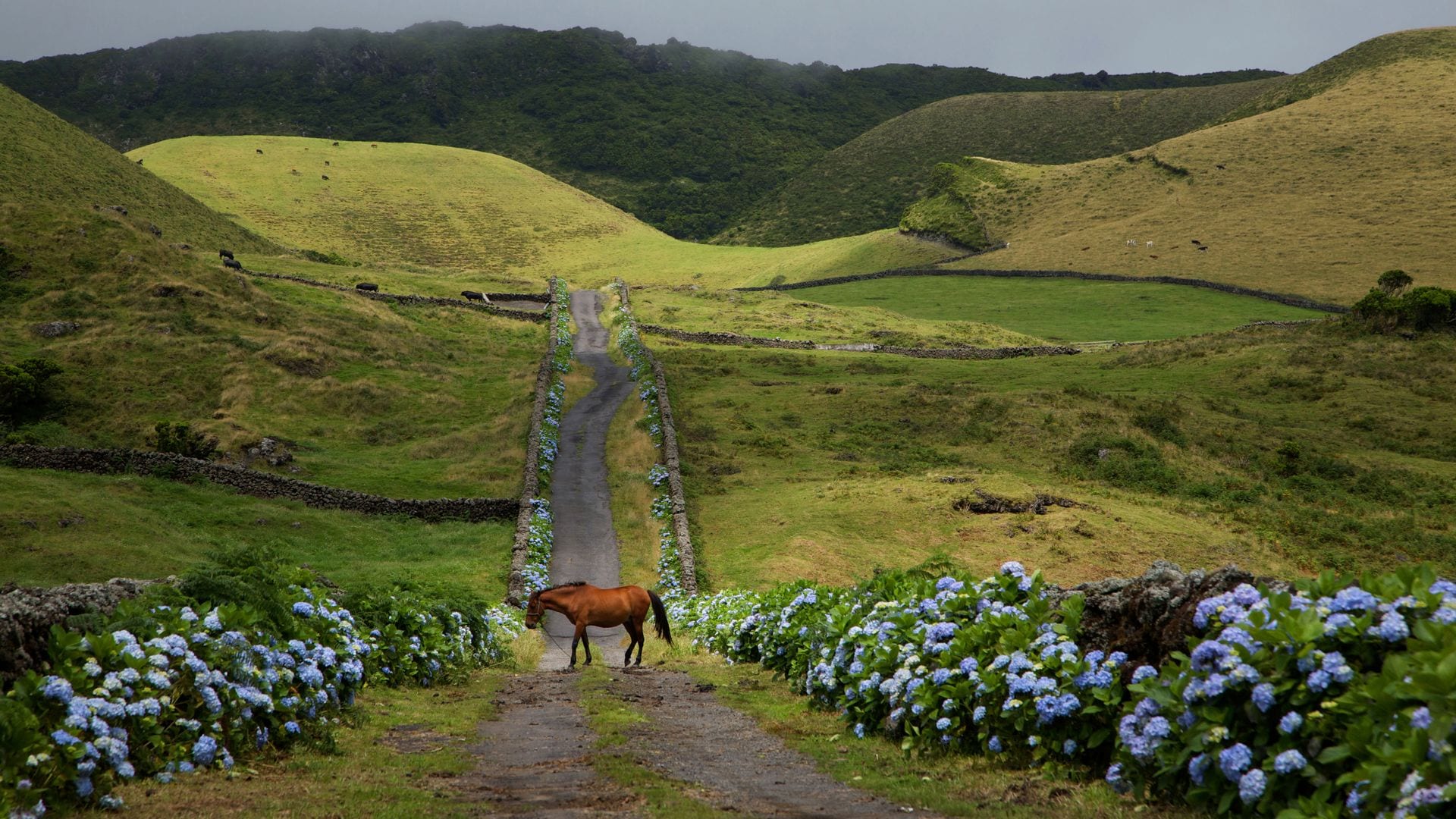 Un caballo en una carretera con flores de hortensias, Caldeira de Guilherme Moniz, Terceira, Isla de Azores, Portugal