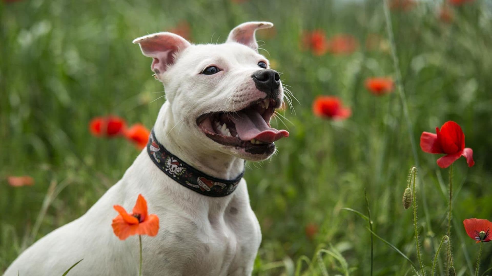 Llega el fin de la etiqueta ‘Perro Potencialmente Peligroso’