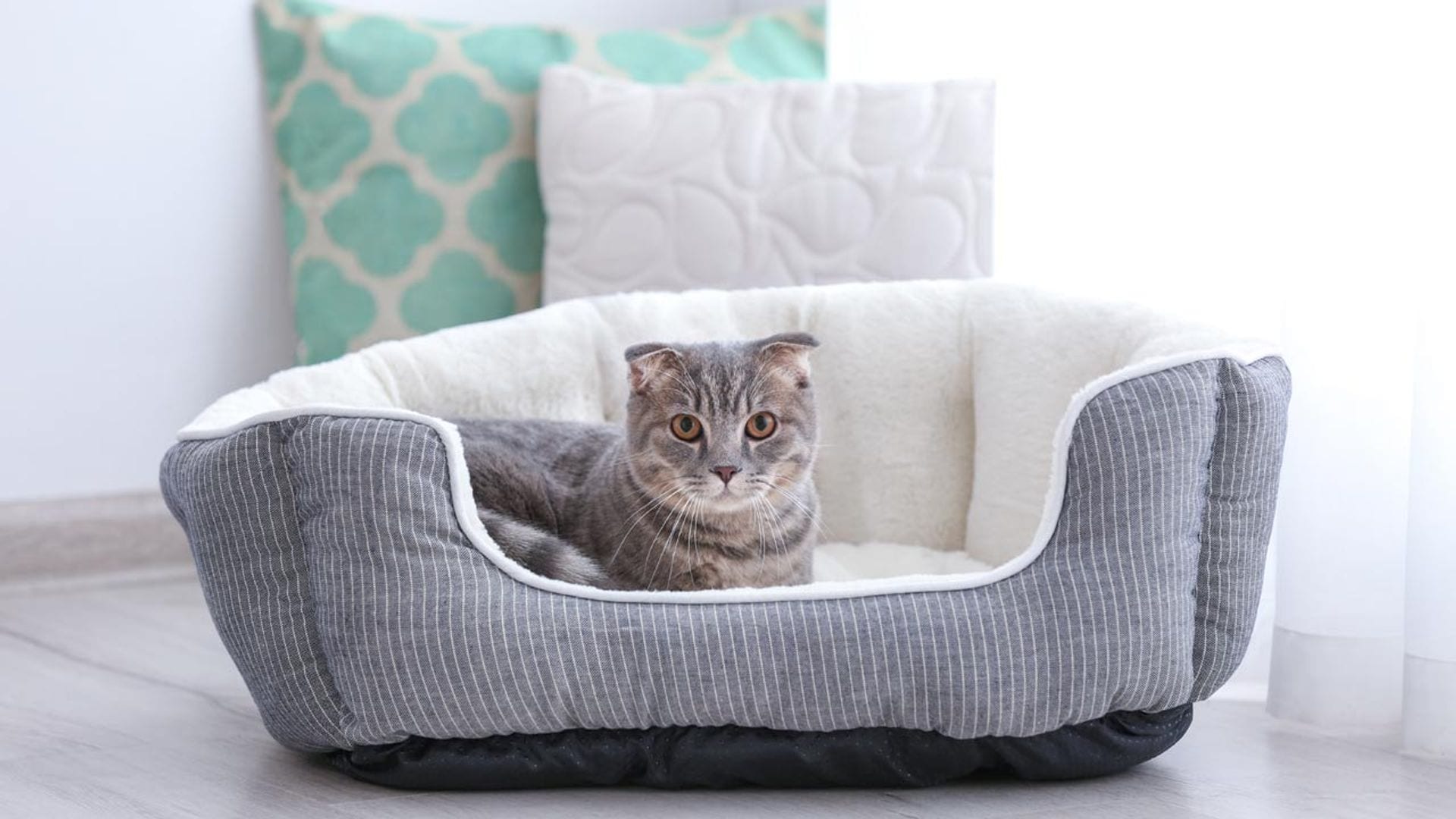 Consejos útiles para elegir la cama de tu mascota