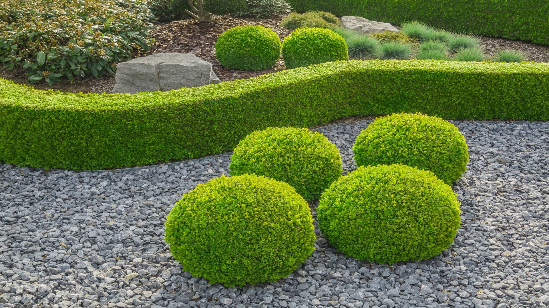 Estos son los cuidados que necesita el boj para lucir espectacular en tu jardín