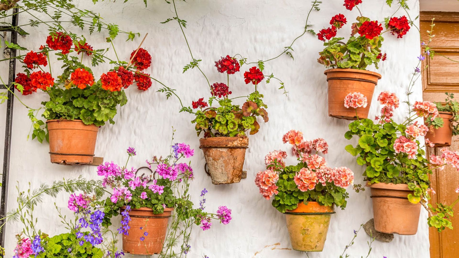 Así detectarás a la mariposa del geranio, una amenaza para estas preciosas flores