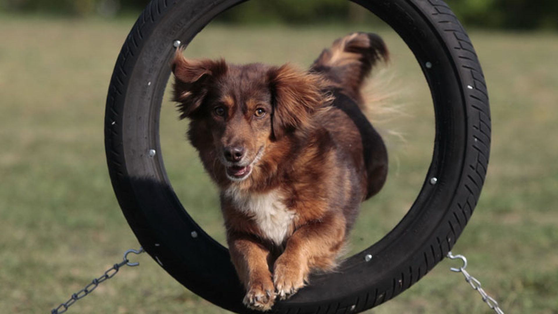 Consejos para practicar 'Agility' con tu perro