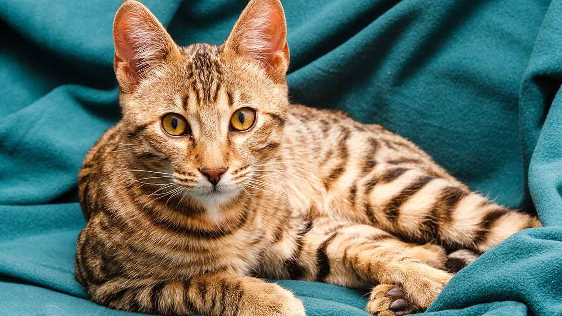 Gato bengalí, el 'leopardo' doméstico