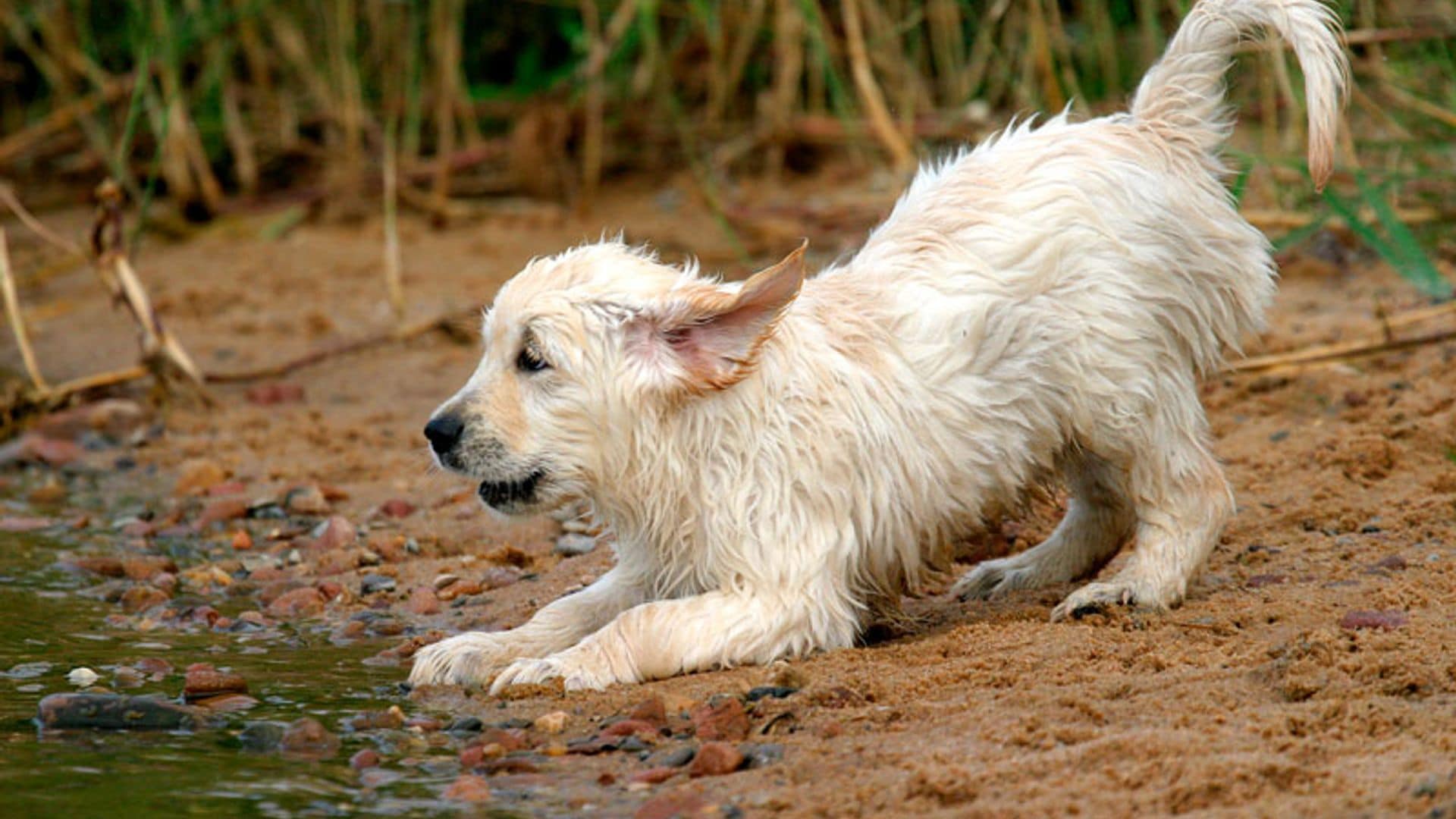 El inesperado rescate de un cachorro atrapado gracias al talento de un ingeniero indio