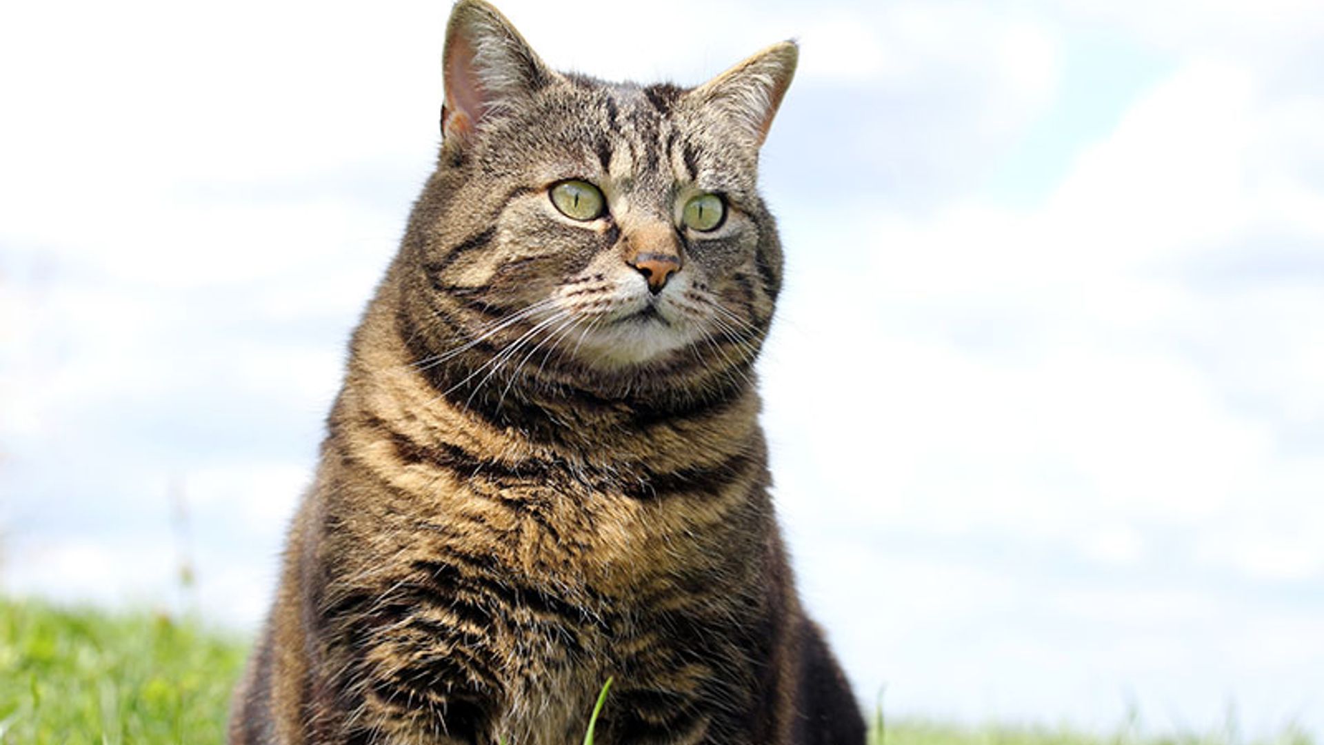 ¿Tu gato ha engordado? Presta atención, podría padecer una de estas enfermedades