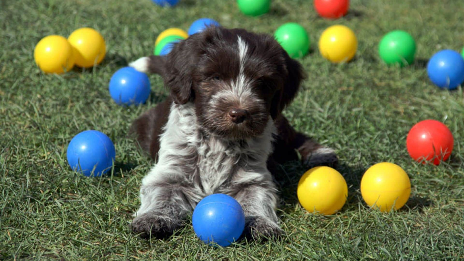 Aprende a elegir los juguetes más adecuados para tu mascota