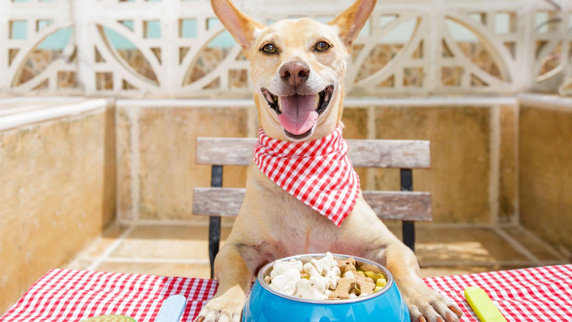 Belfos y Trufas, un espacio 'gourmet' para perros en Bilbao