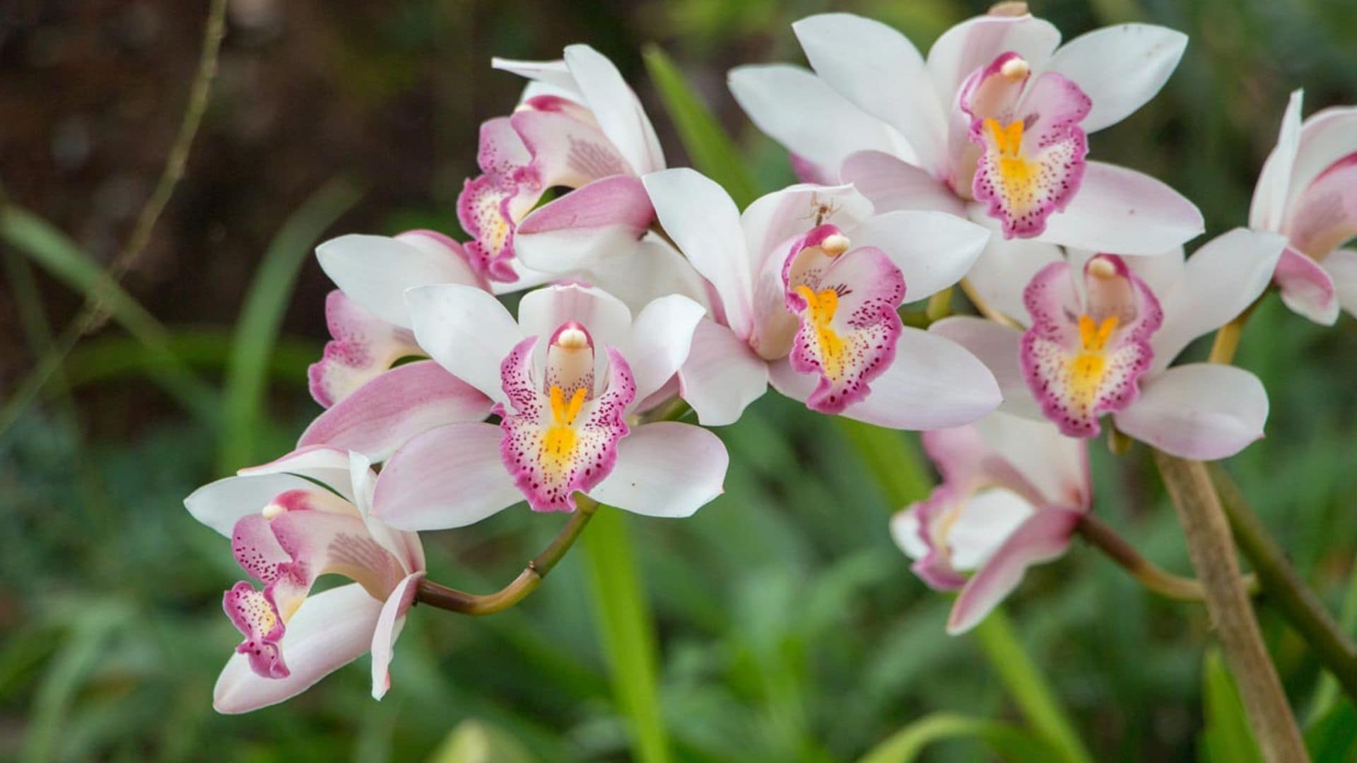 Así puedes recuperar una orquídea que se ha marchitado