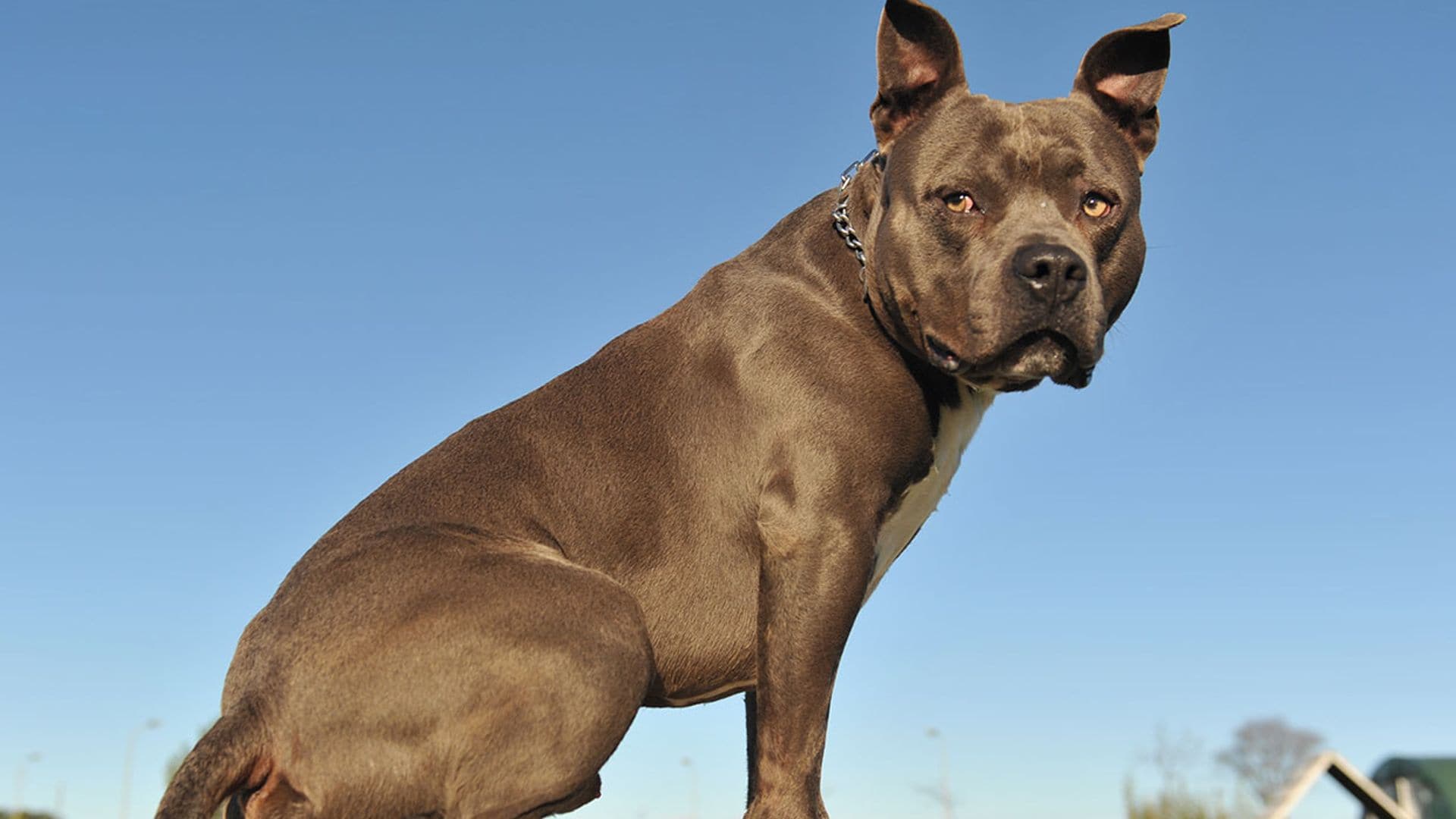 El pitbull, una raza estigmatizada pero de gran potencial como animal de compañía