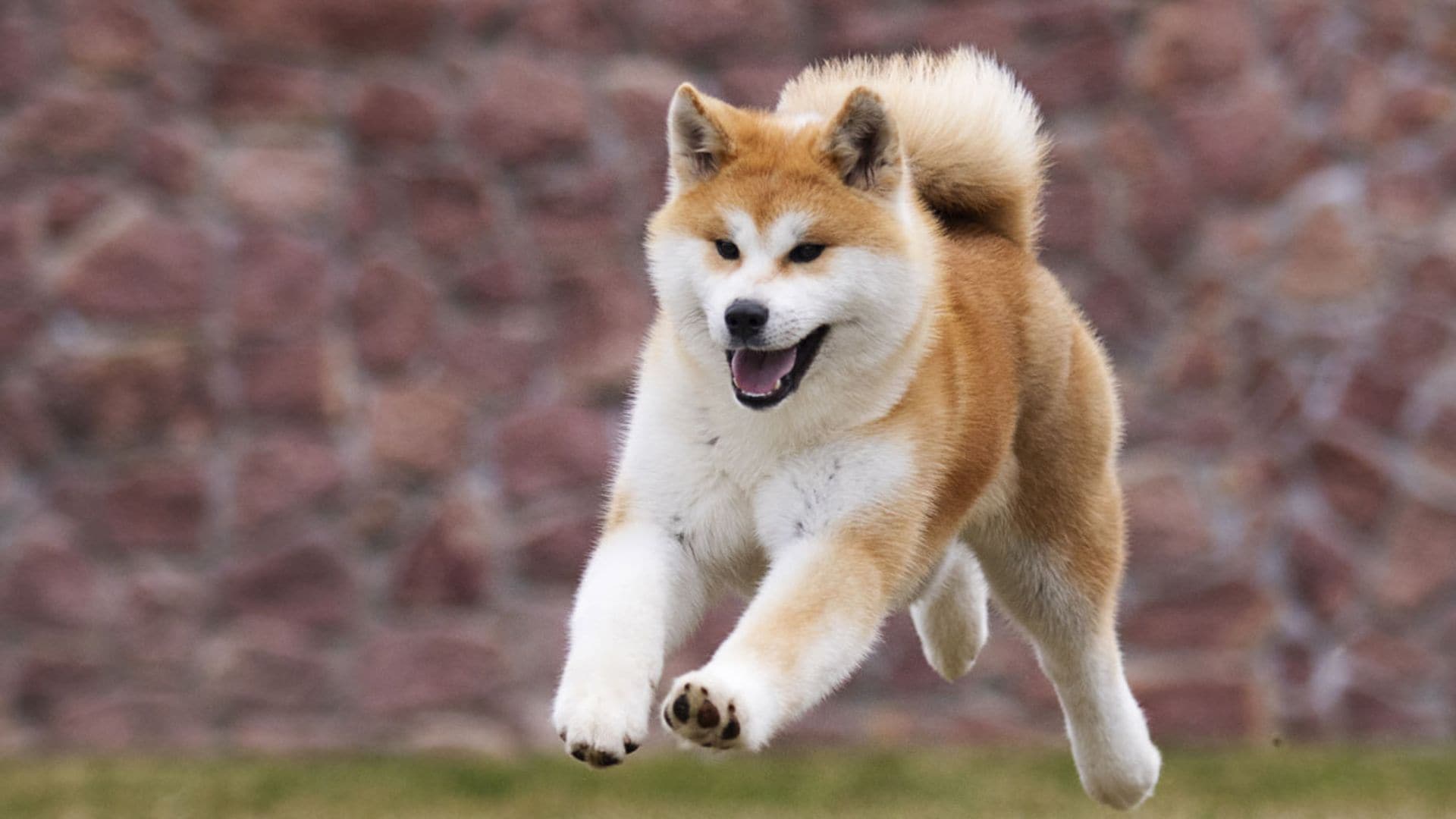 Si tienes perro atenta a los riesgos de los paseos en primavera