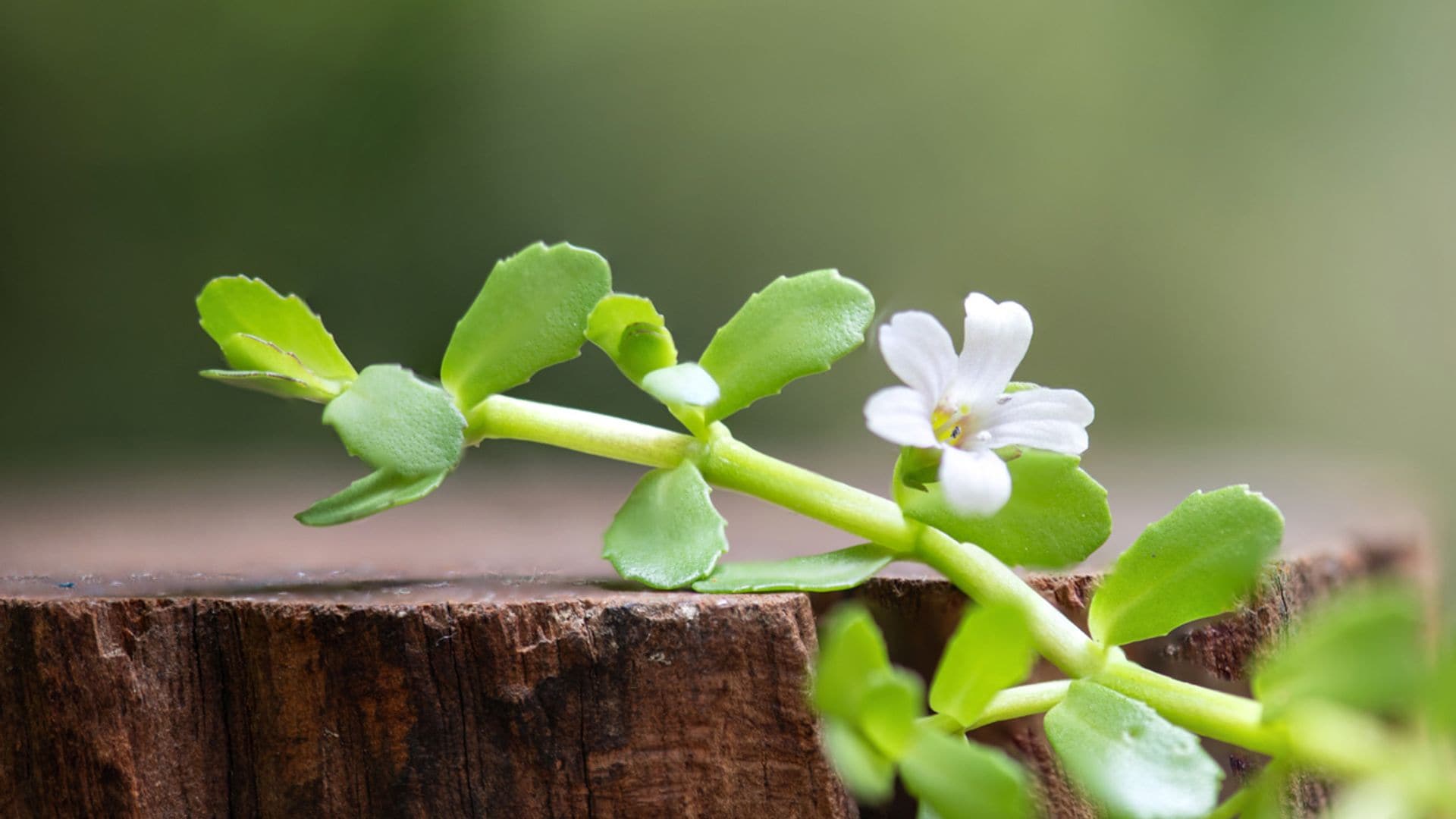 Bacopa, una planta medicinal que mejora tu memoria