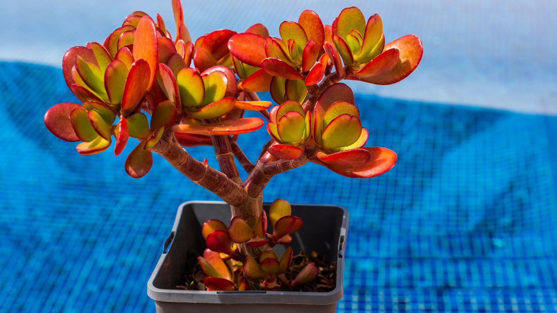 Árbol de jade: qué cuidados necesita y dónde colocarlo para atraer riqueza y buena suerte