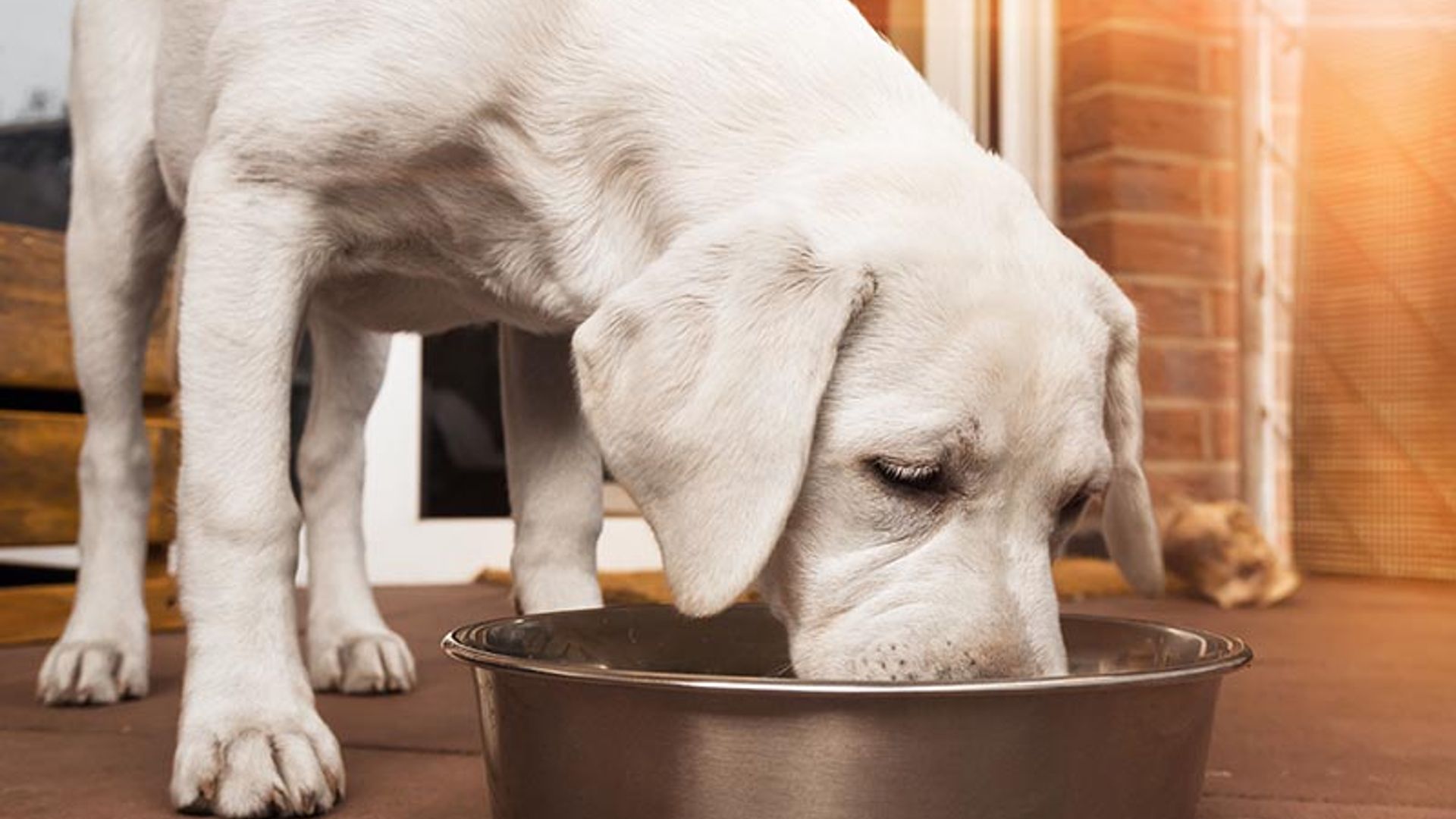 Cómo puedes combatir la obesidad canina