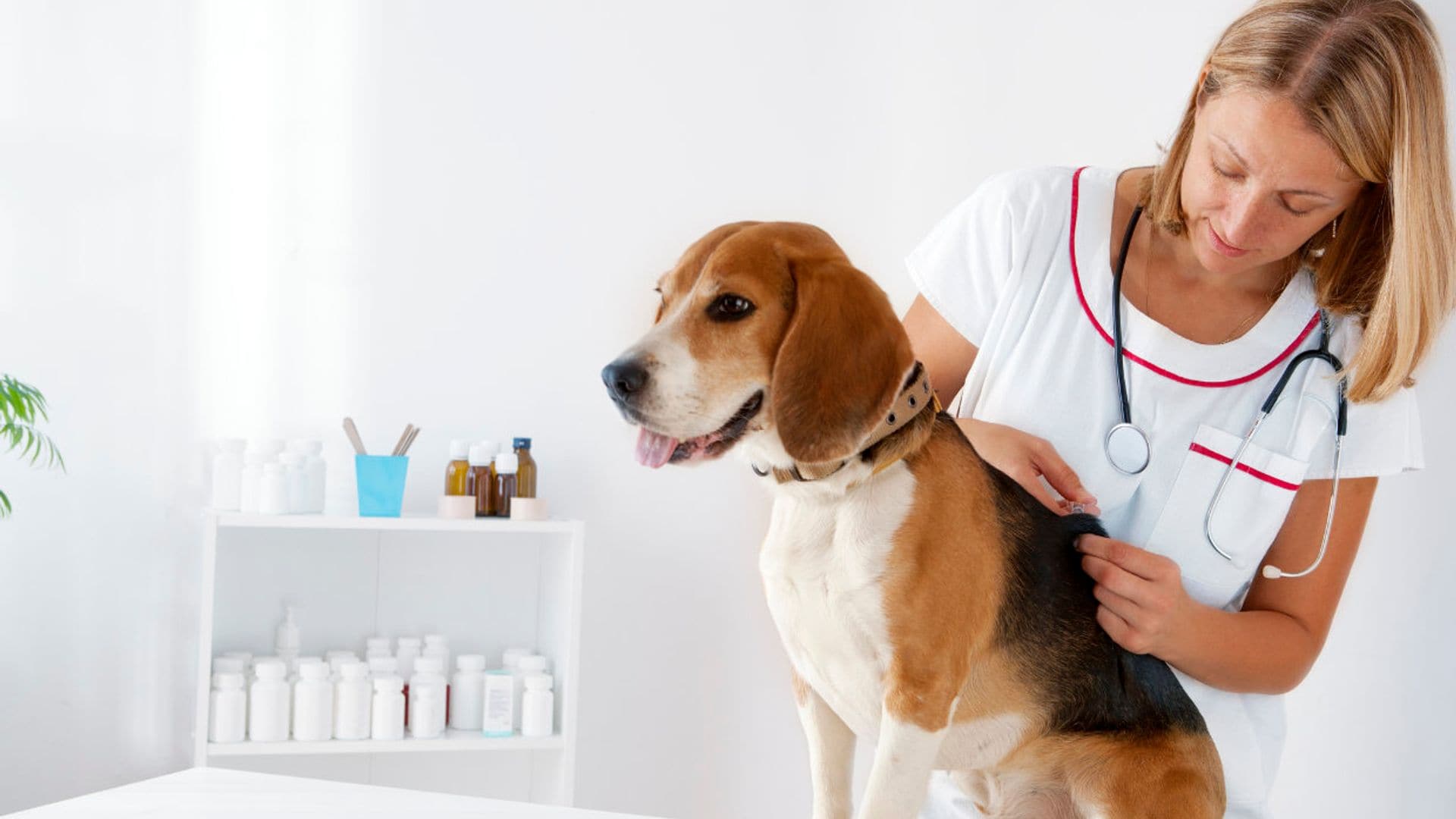 Todo lo que debes saber sobre la vacunación de tu perro si eres principiante