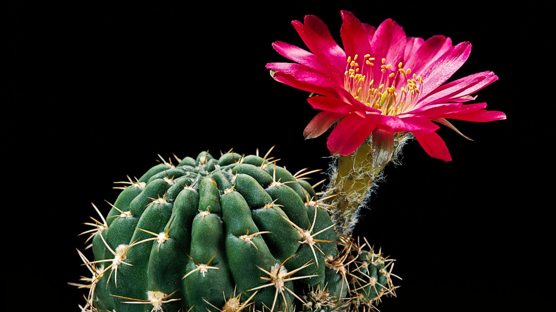 10 errores que debes evitar en el cuidado de tus cactus