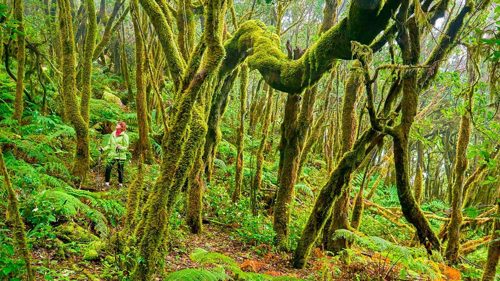 Los bosques más bellos del mundo: naturaleza extraordinaria