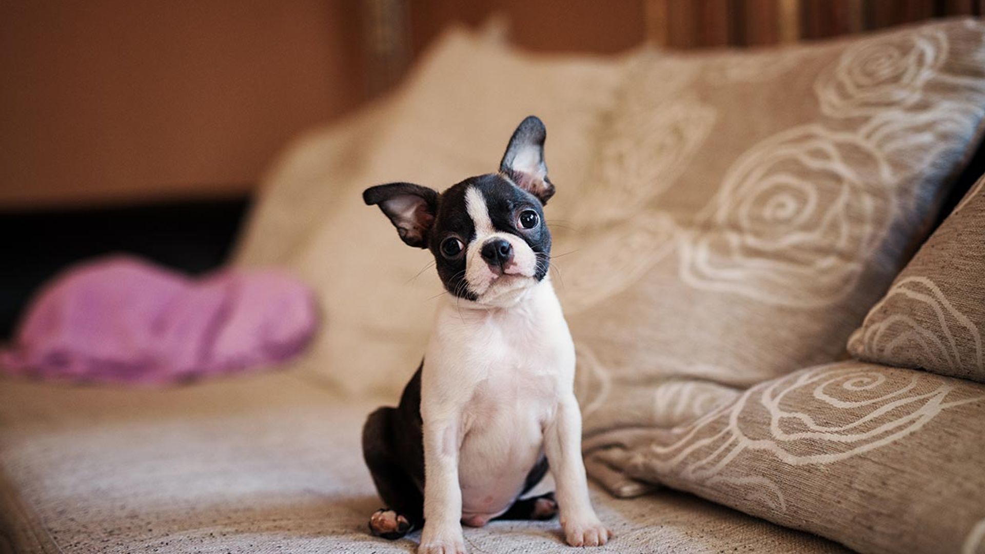 Las mejores razas de perro, si tu pareja se resiste a tener mascota