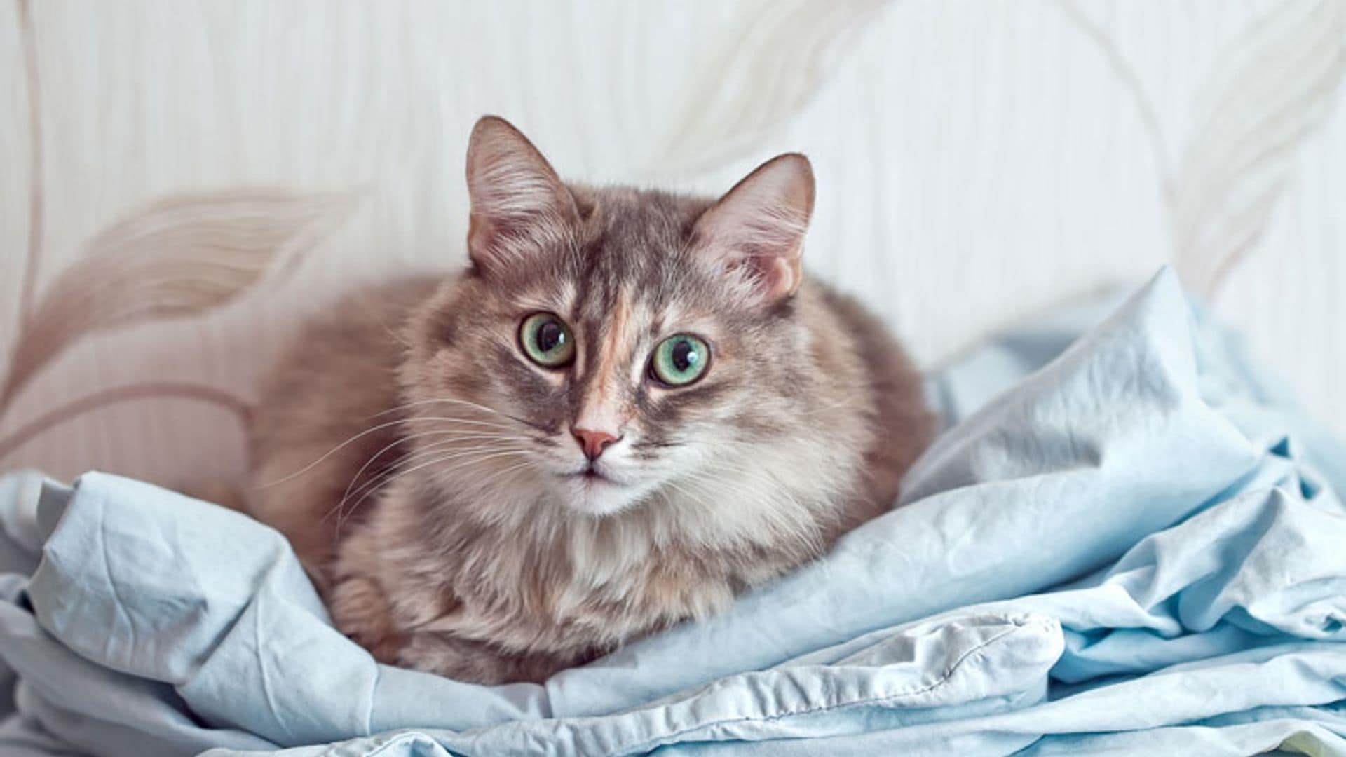 Motivos por los que tu gato podría estar perdiendo el pelo