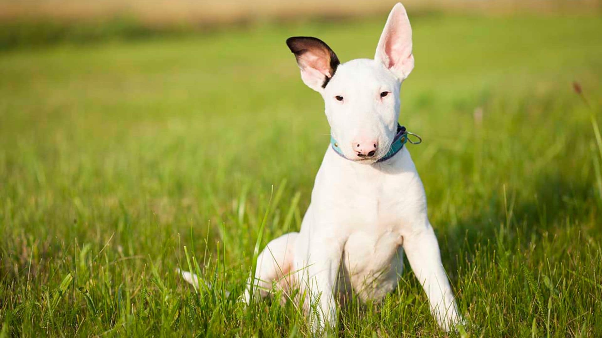 Bull terrier: Un perro cariñoso y juguetón con un aspecto único en el universo canino