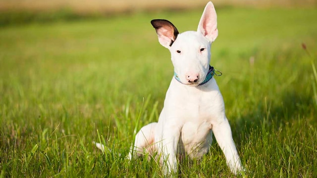 bull terrier