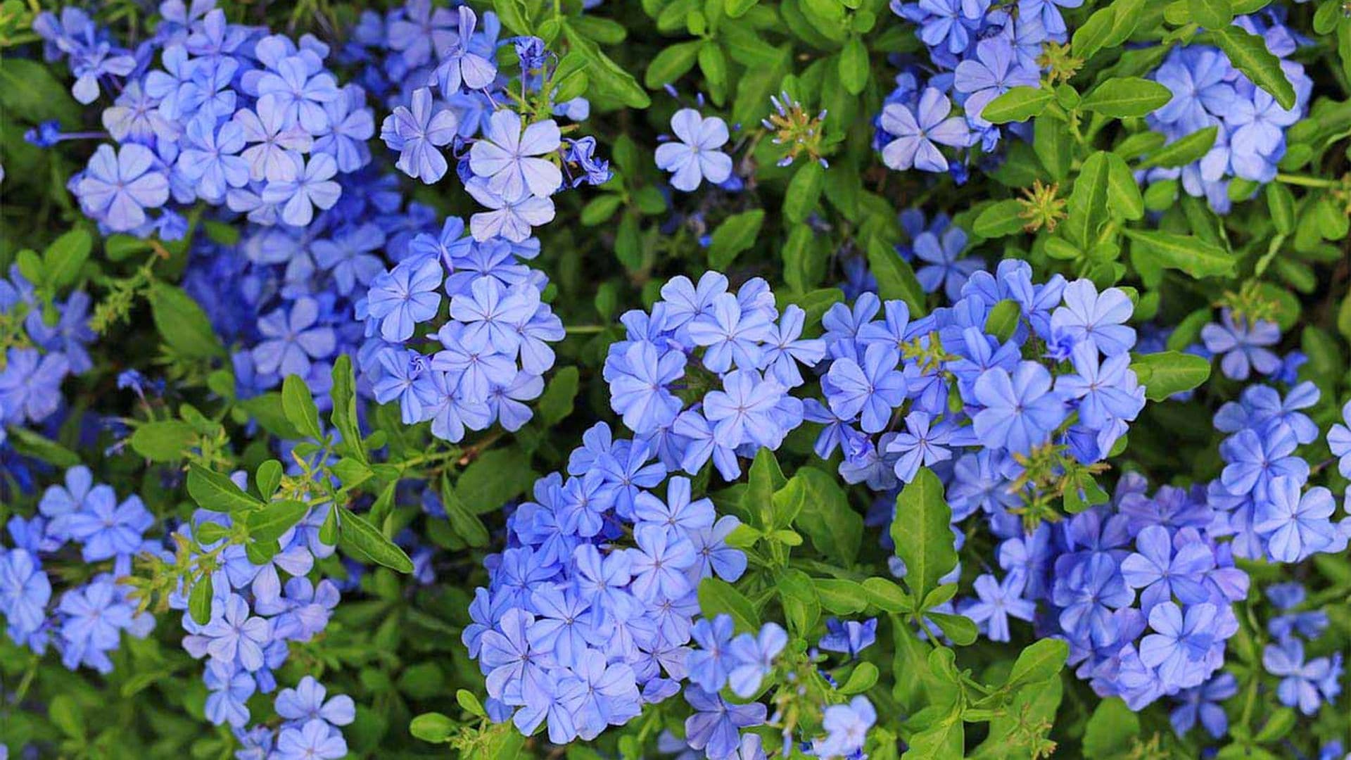 Descubre todos los cuidados que debes darle al plumbago o jazmín azul