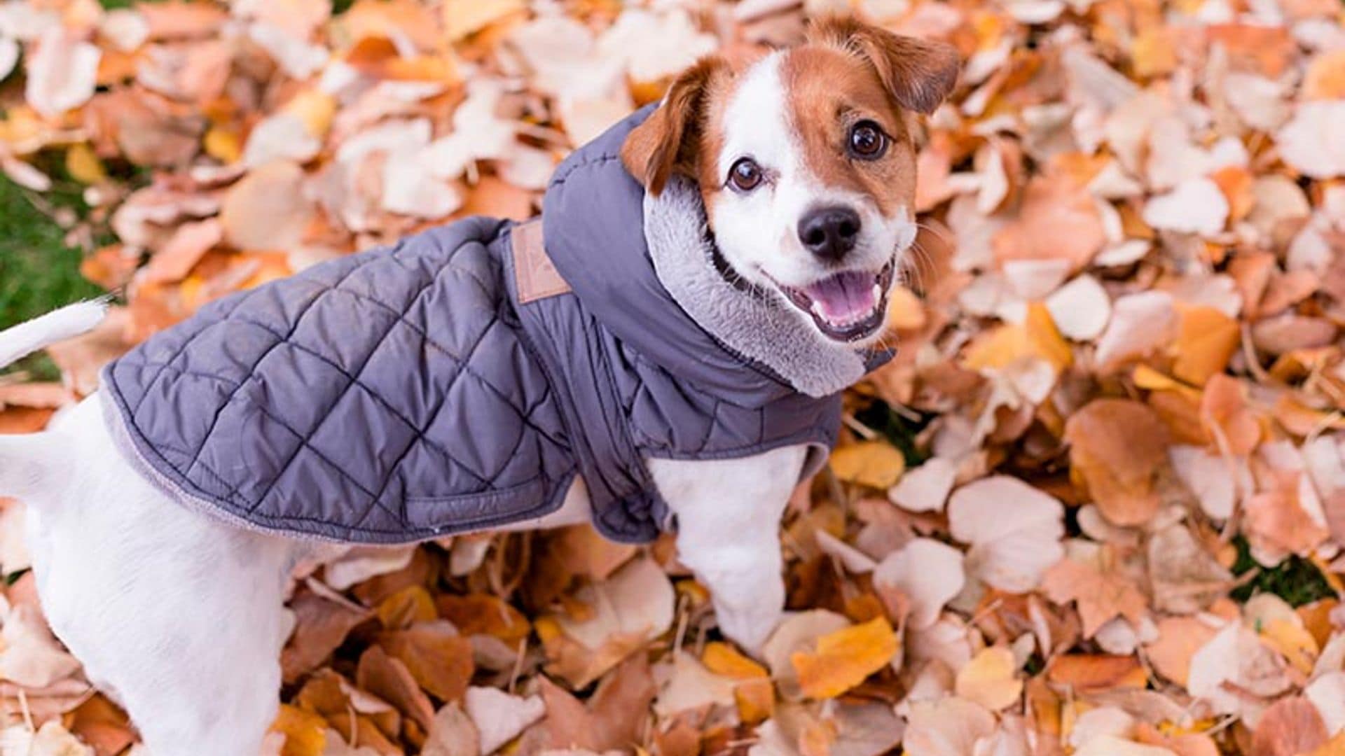 ¿Tengo que ponerle un abrigo a mi perro si hace frío?