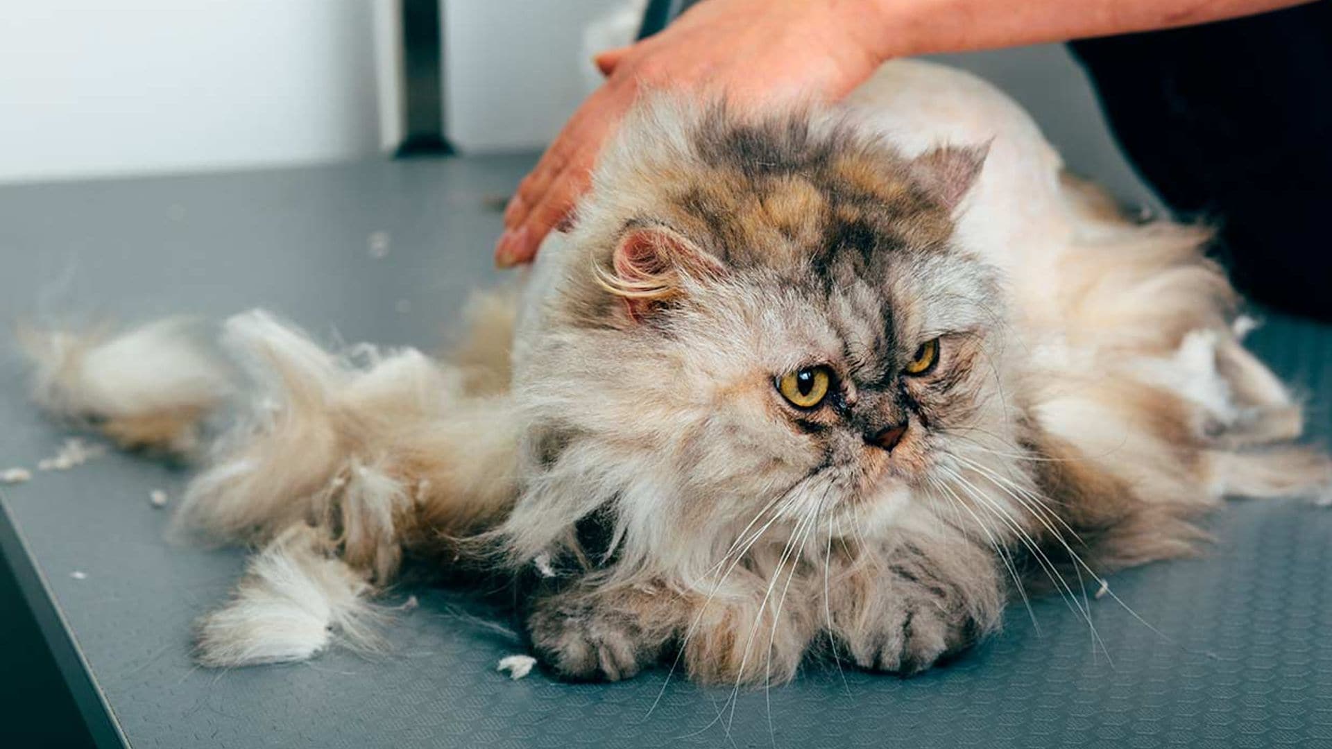 Cortar el pelo a un gato: ¿misión posible?